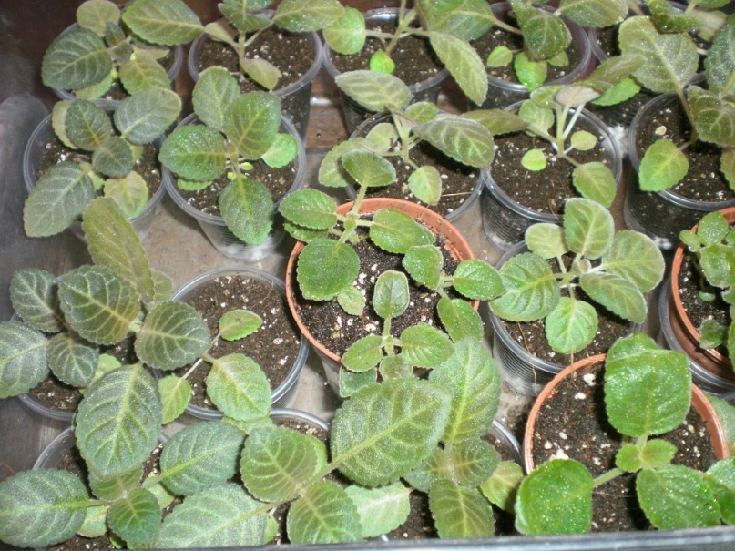 Выращивание глоксиний из семян. Y_903acfbd